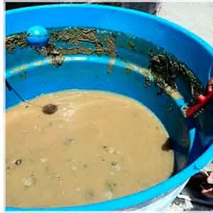 Oferecemos Limpeza de telhado em Paulínia